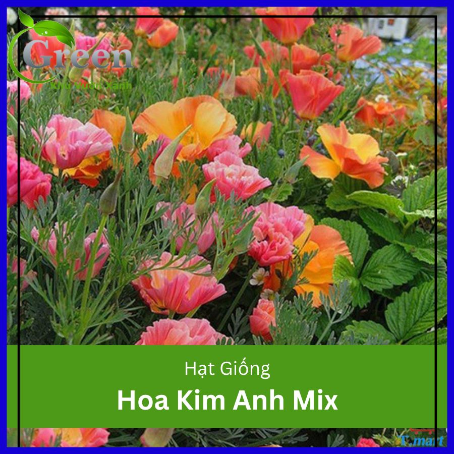 Hạt Giống Hoa Kim Anh Mix (Poppy Kép) - Gói 100 Hạt