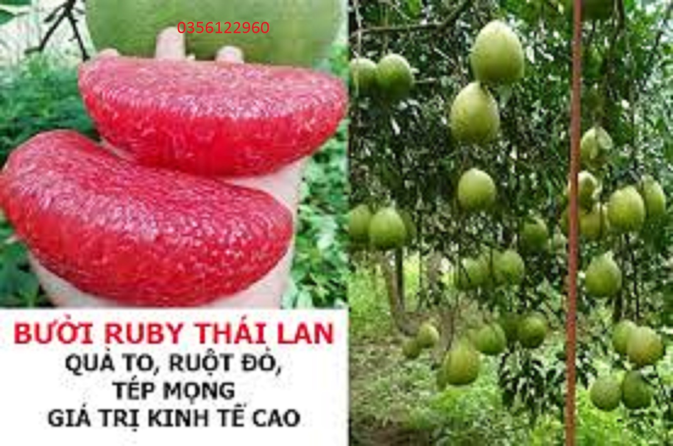 2 cây giống bưởi RUBY ruột đỏ cây đẹp