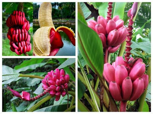 Cây Chuối Đỏ Dacca giống