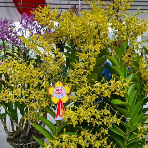 HOA LAN DENDRO NẮNG RỒNG XANH (THANH LONG)