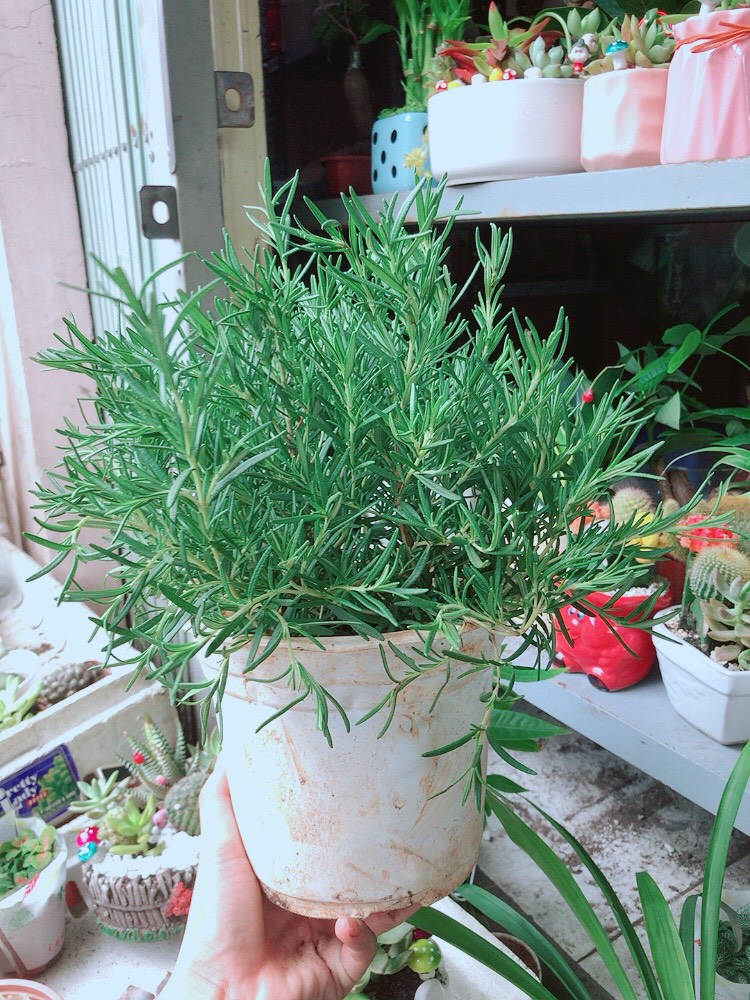 Chậu hương thảo size lớn