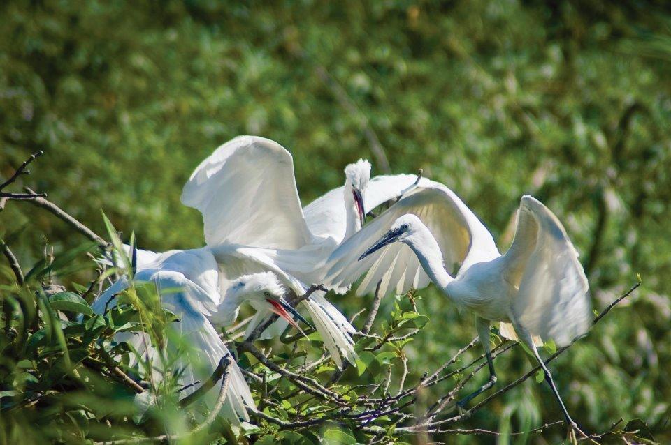 Thẻ Nhớ Tiếng Chim Tổng Hợp | Thẻ Nhớ Đa Âm Chim Cò Cuốc Cu Gáy Bìm Bịp | Phụ Kiện Máy Gọi Chim