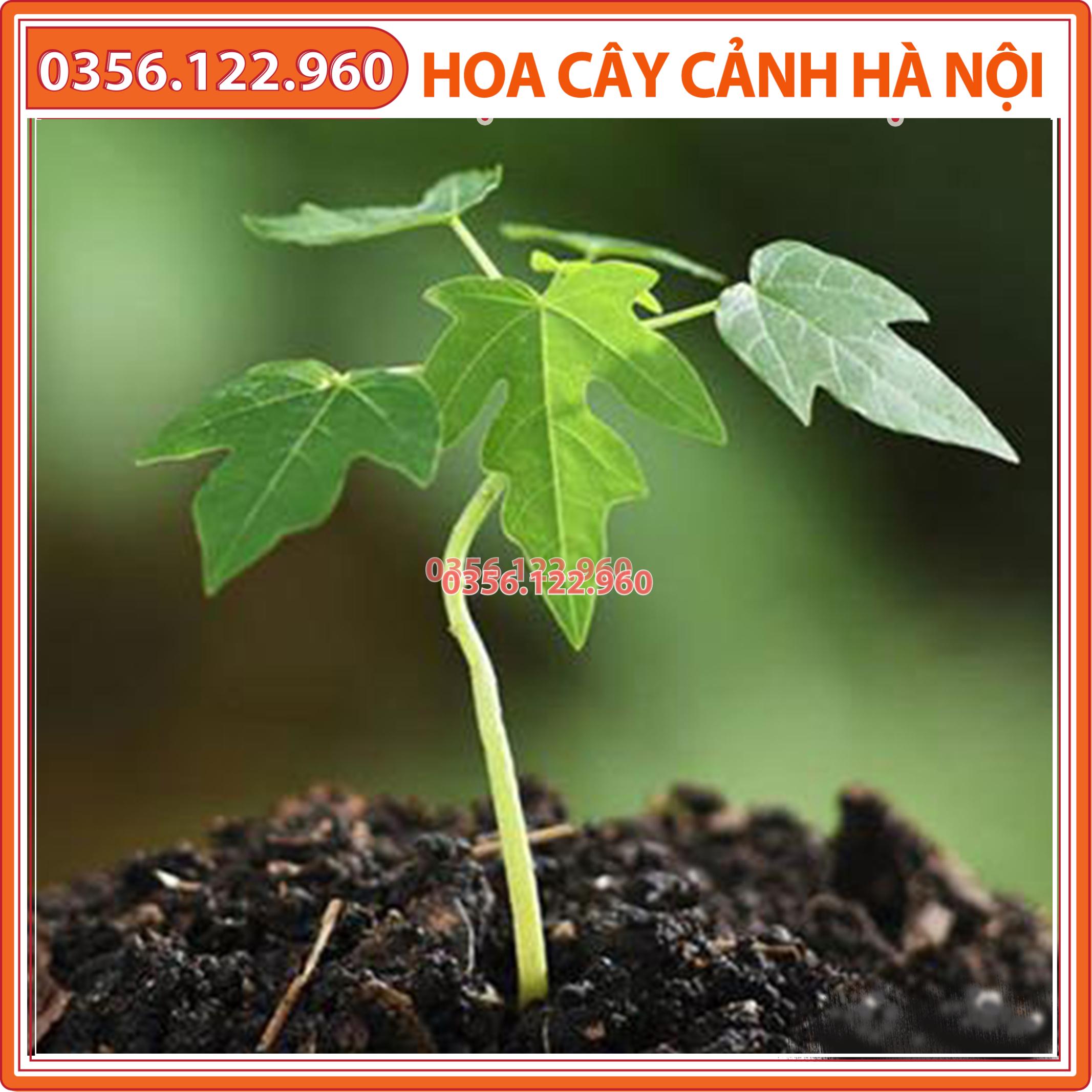 Hạt giống đu đủ vàng Thái Lan cao sản