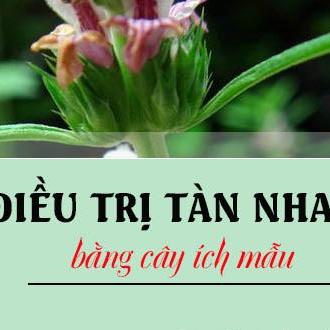 Cây ích mẫu 1kg