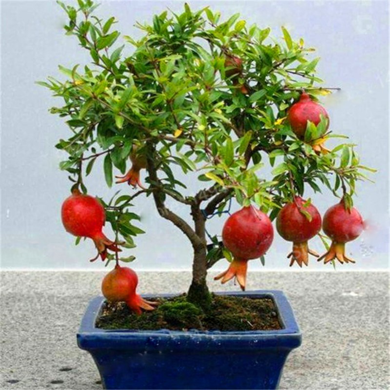 Hạt giống Lựu Lùn F1
