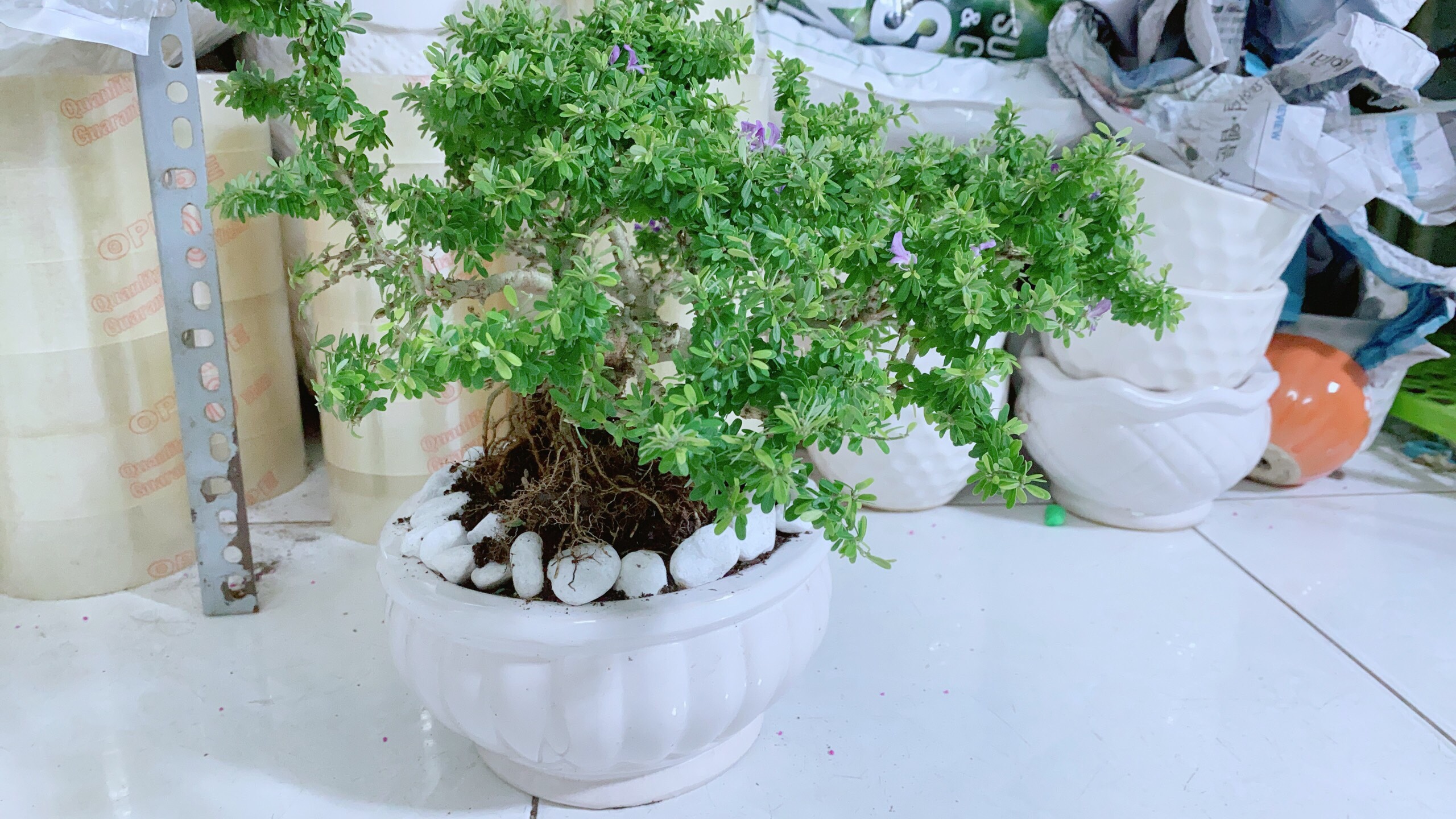 Chậu Cây Linh Sam Hạt Gạo Bonsai