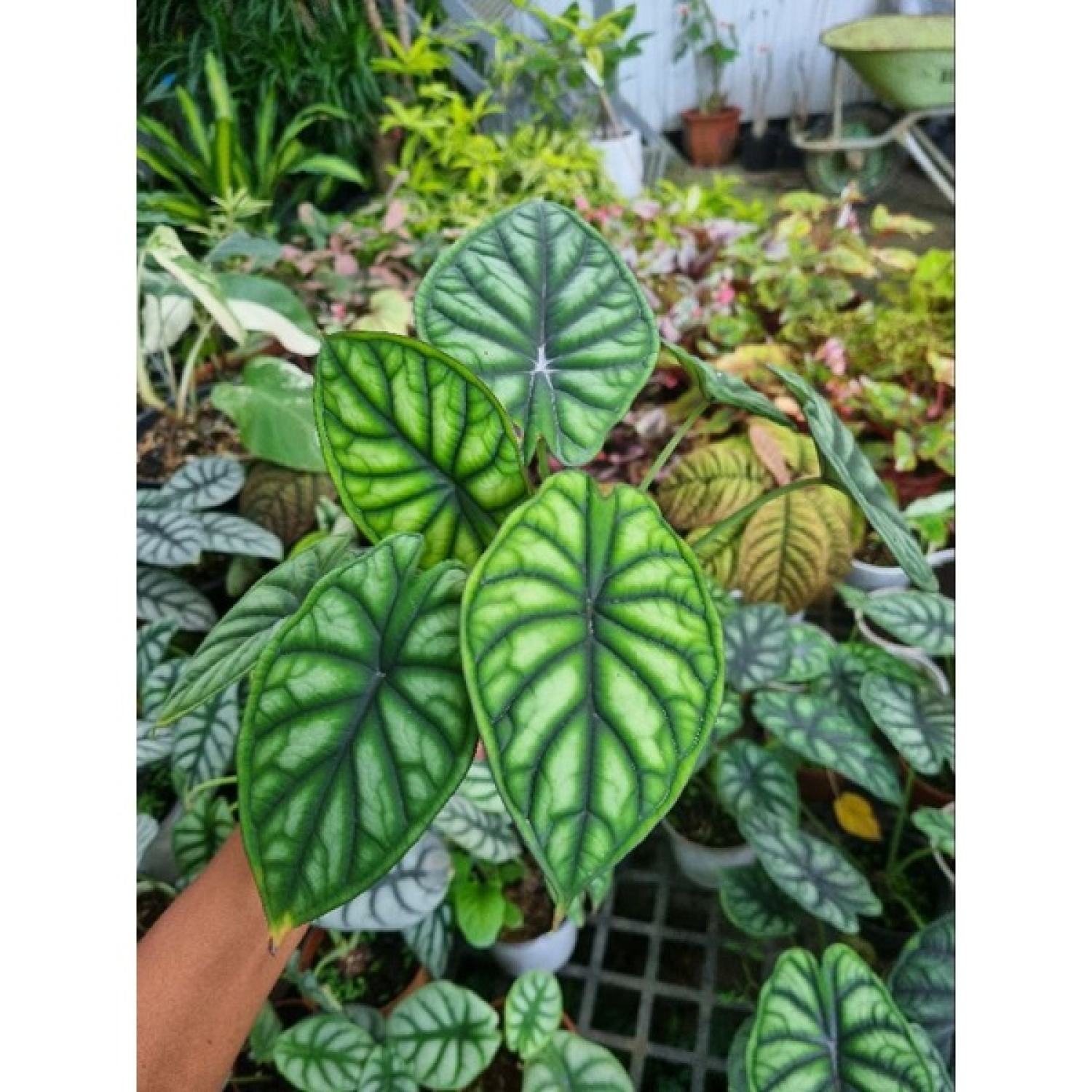 Cây rồng xanh - Alocasia dragon scale -(cây to)