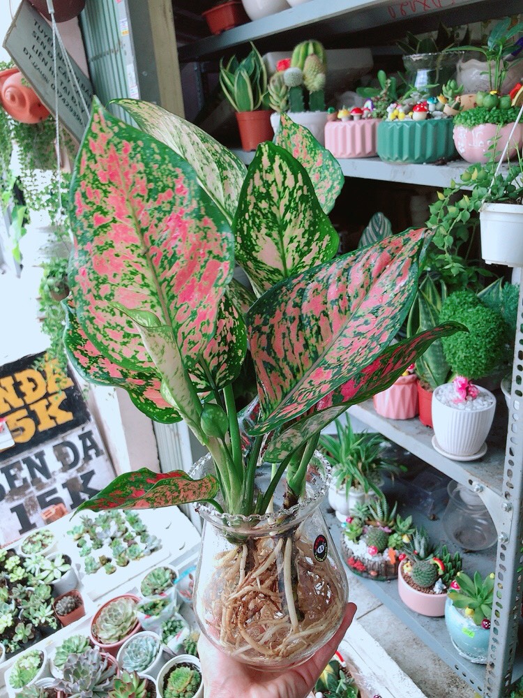 Cây Vạn Lộc Thủy Sinh