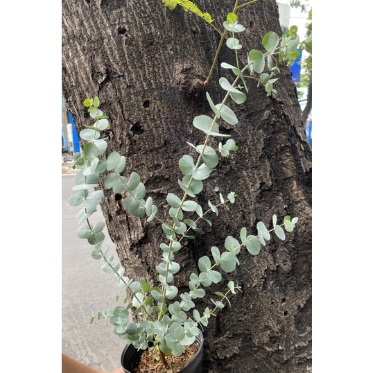 Cây Khuynh Diệp - Bạch Đàn