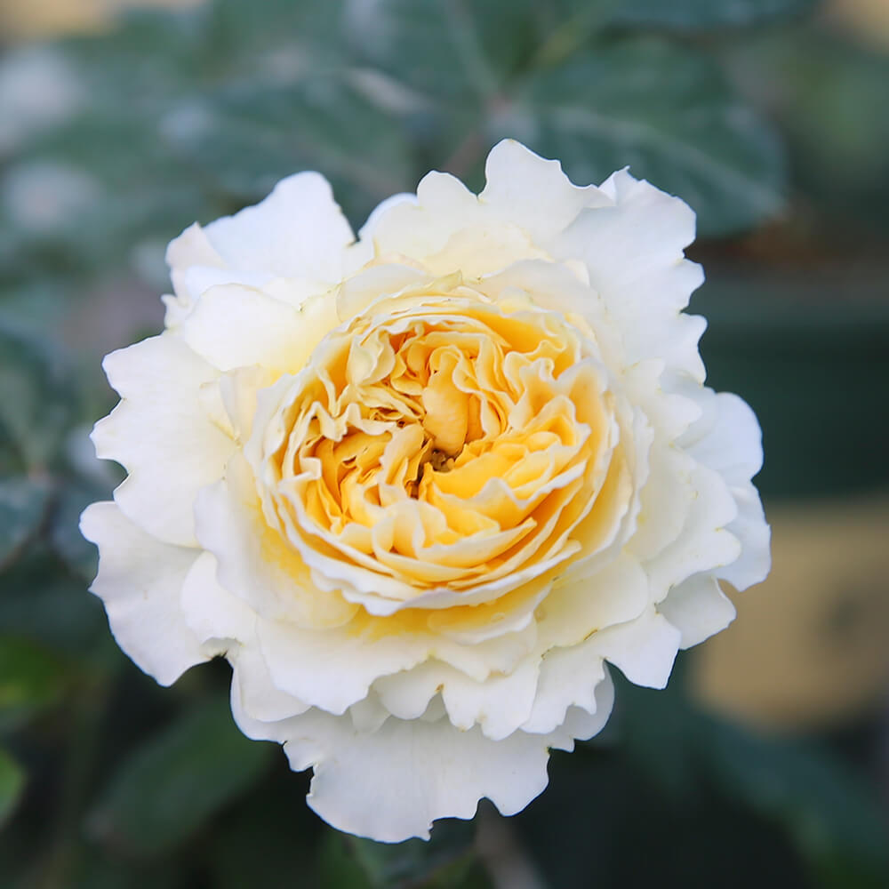 Hoa hồng Beatrice rose - hồng bụi, lâu tàn