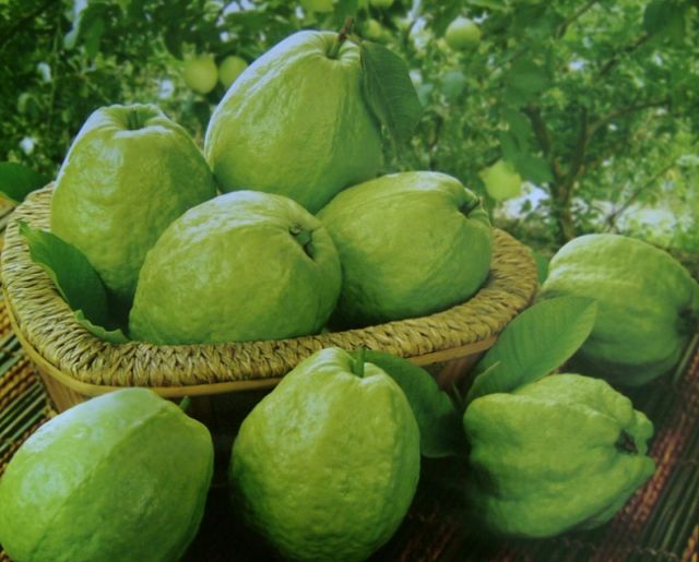 Cây ổi đài loan