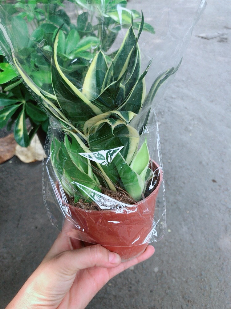 [HCM]Chậu lưỡi hổ thái búp sen