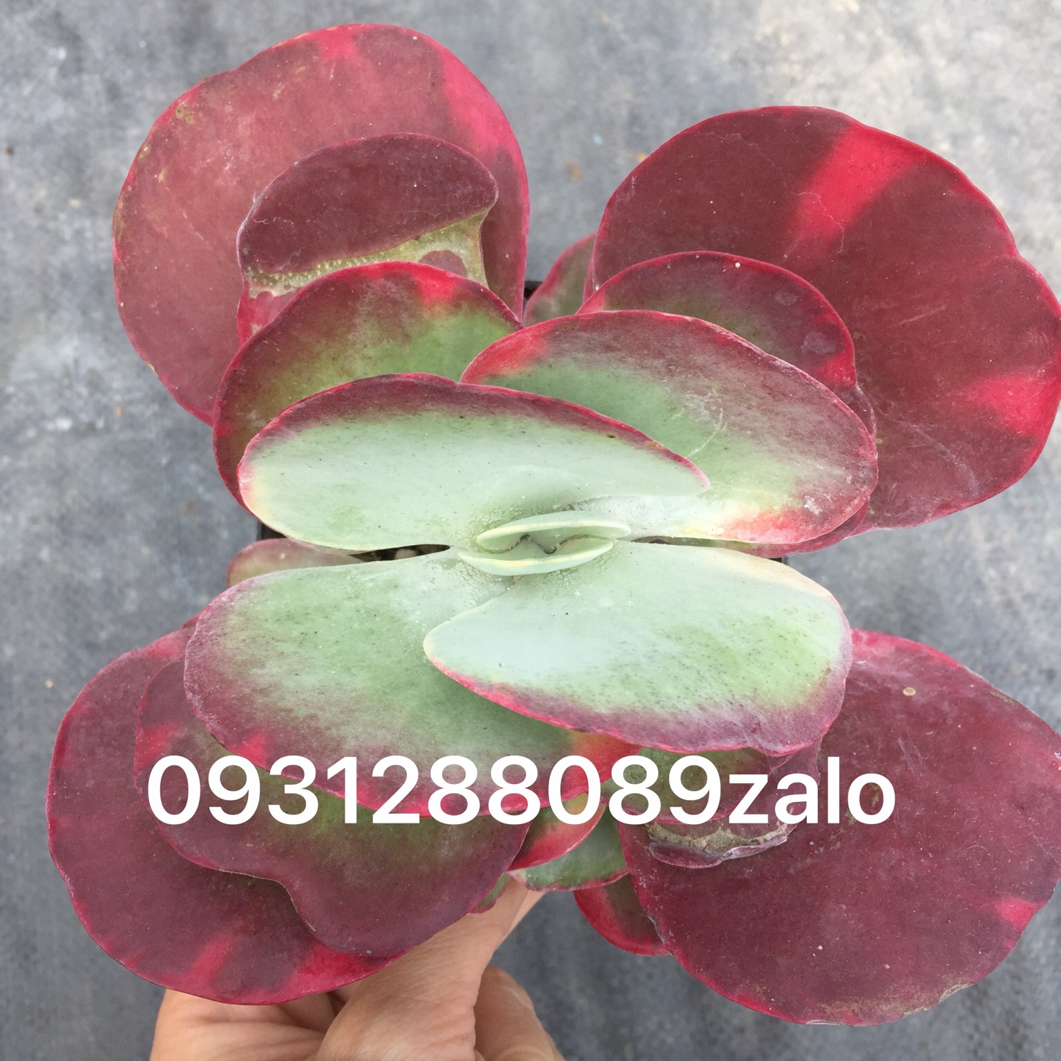 Cây sen đá cánh bướm hồng var nhẹ