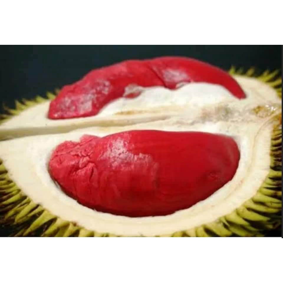 cây giống sầu riêng ruột đỏ siêu sớm (malaysia) (chuyên cây giống )