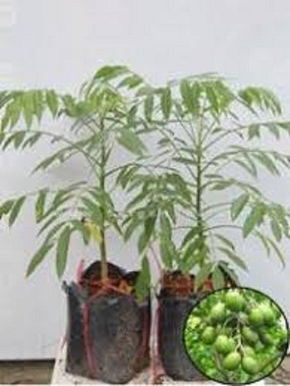CÂY GIỐNG CÓC THÁI LÙN