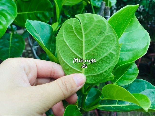 Cây giống Mít Ruột Đỏ Sơ Đỏ Malaysia