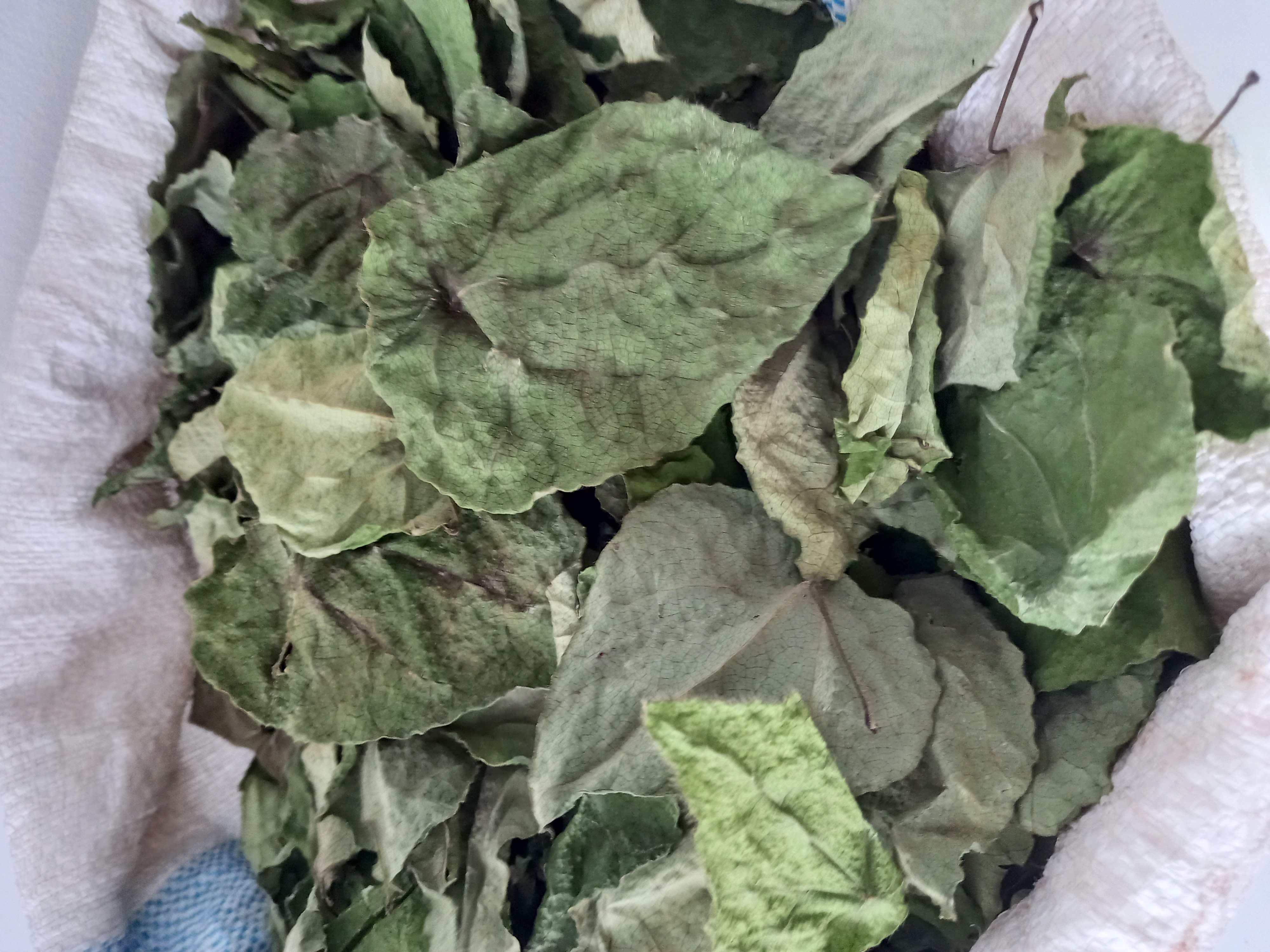 Lá sương sâm lông khô, 100g