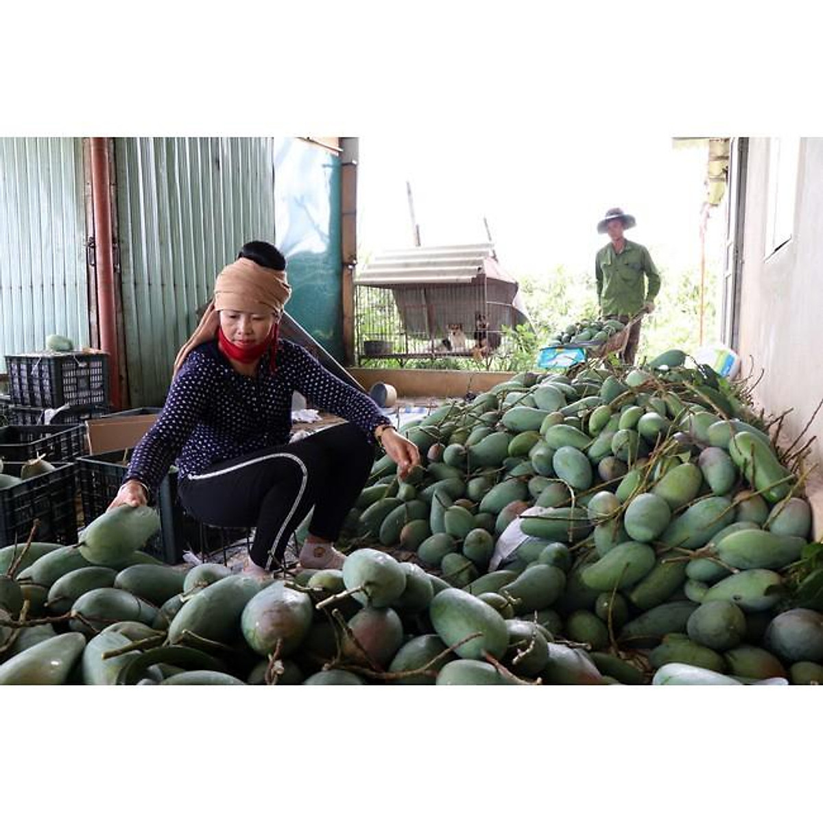 Cây giống Xoài Tượng .