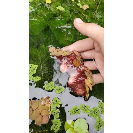 1 nhánh bèo rễ đỏ trang trí bể thủy sinh cá cảnh