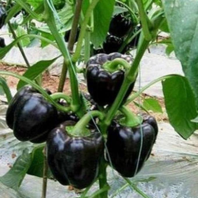 Hạt giống Ớt ngọt đen