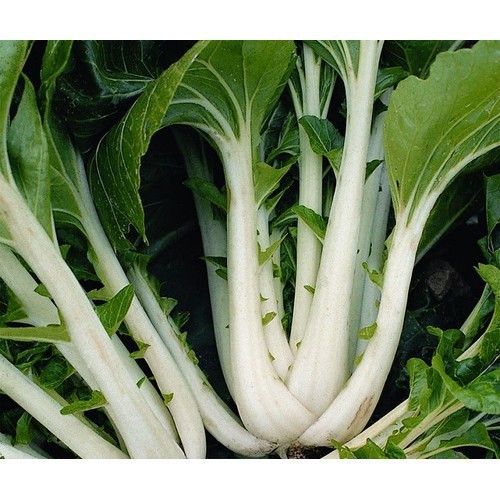 Hạt giống cải bẹ trắng - gói 20 gram