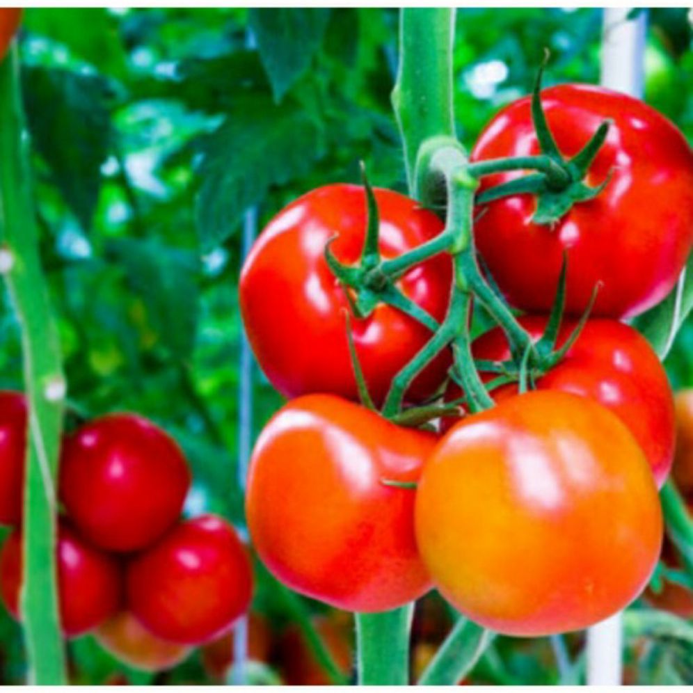 hạt giống cà chua trái lớn - gói 0,5gr