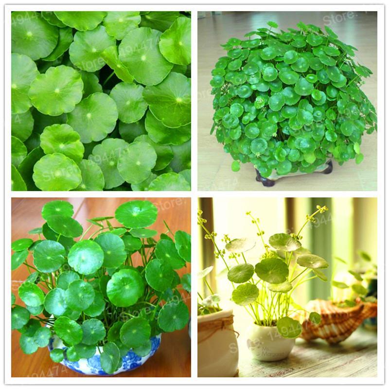[3 packs] - Hydrocotyle Verticillata Seeds