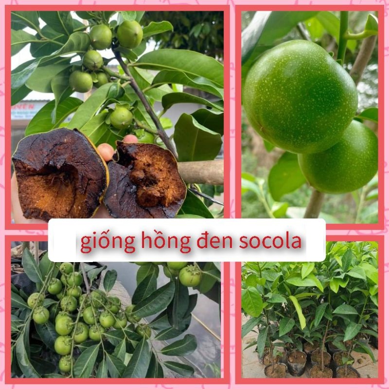 Hạt giống cây hồng socola - gói 3 hạt