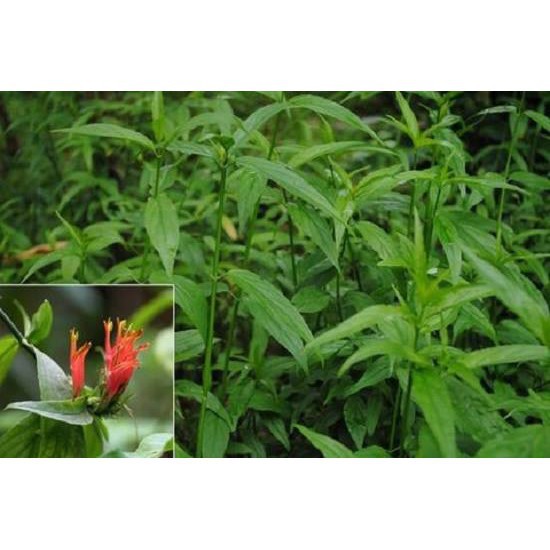 05 Cây Giống Xương Khỉ (Bìm Bịp) Hàng Loại 1