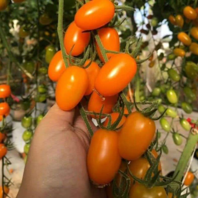 HẠT GIỐNG CÀ CHUA TRÁI CÂY NOVA