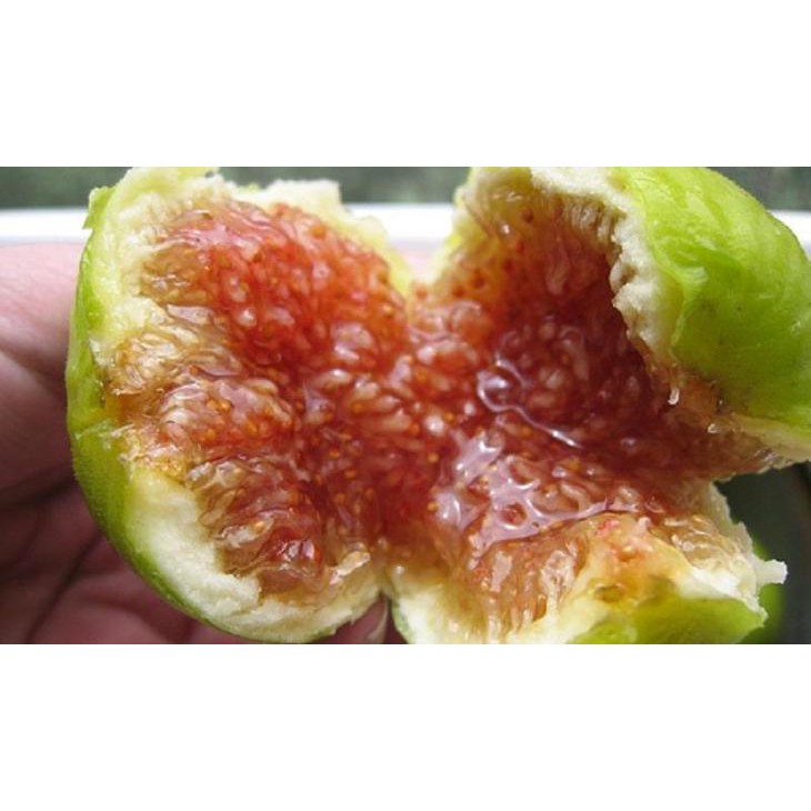 Cây sung mỹ giống hàng chất lượng