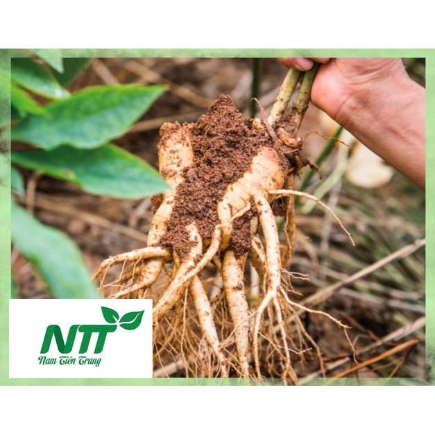 Hạt giống Nhân Sâm Hàn Quốc