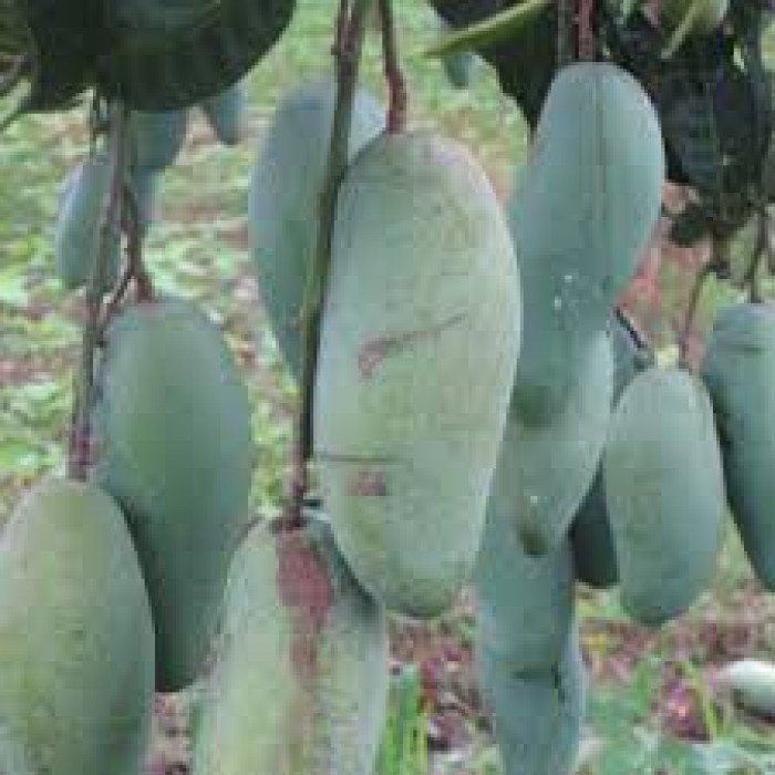 cây giống XOÀI THÁI miền nam - Giống chuẩn F1 - Siêu sai quả ngon, ngọt