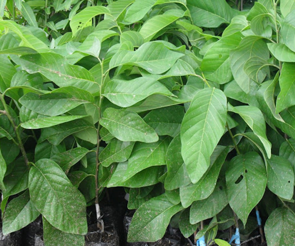 Mảng cầu na thái