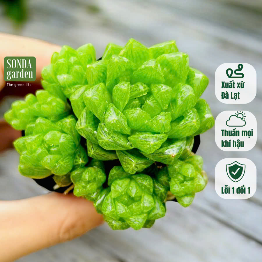 SEN ĐÁ NGỌC LÁ BÉ SIZE BÉ KHOẺ ĐẸP LỖI 1 ĐỔI 1