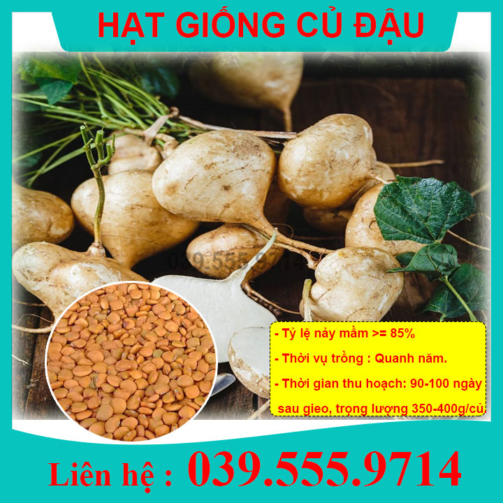 HẠT GIỐNG CỦ ĐẬU Tỷ Lệ Nảy Mầm Cao