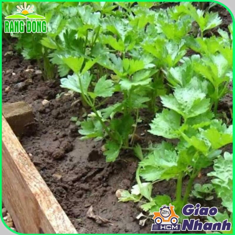 Hạt giống cần tây thera rạng đông gói 5gram