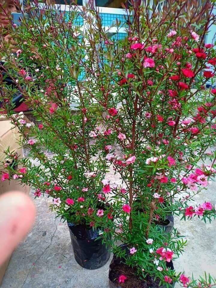 Cây hoa tùng tuyết mai