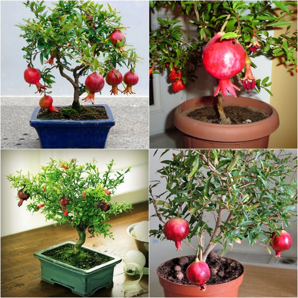Cây giống LỰU ĐỎ