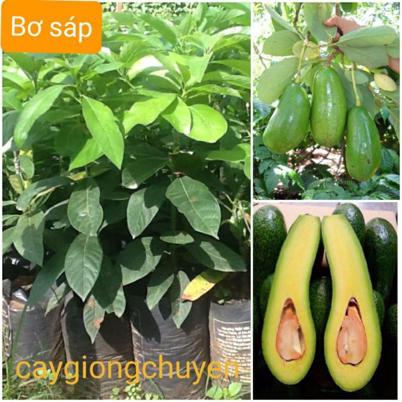 Giống cây bơ sáp ghép 034