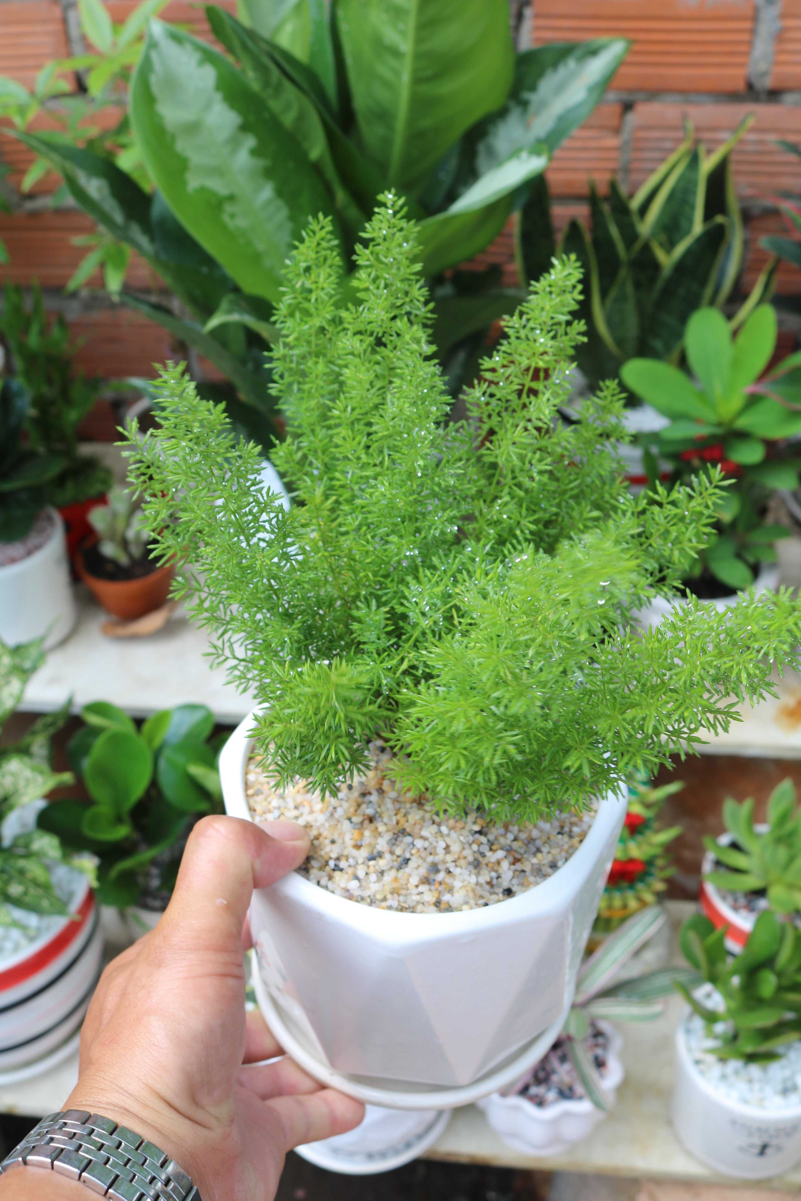 Chậu sứ cây Tùng Đuôi Chồn