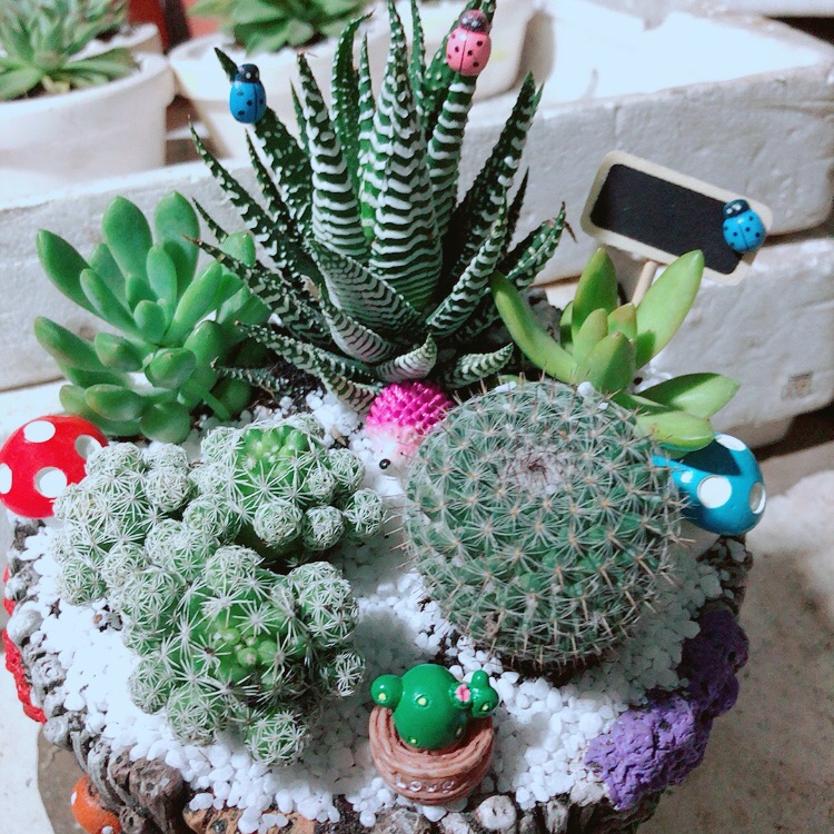 Chậu xương rồng tiểu cảnh