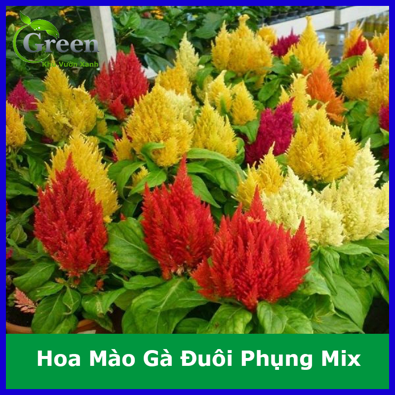 Hạt Giống Hoa Mào Gà Đuôi Phụng Mix Xuất Xứ Hà Lan