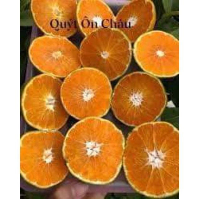 CÂY GIỐNG QUÝT ĐƯỜNG ÔN CHÂU (SIÊU SỚM)