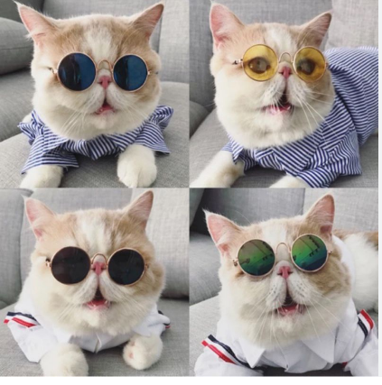 Kính cho chó mèo- Kính boss