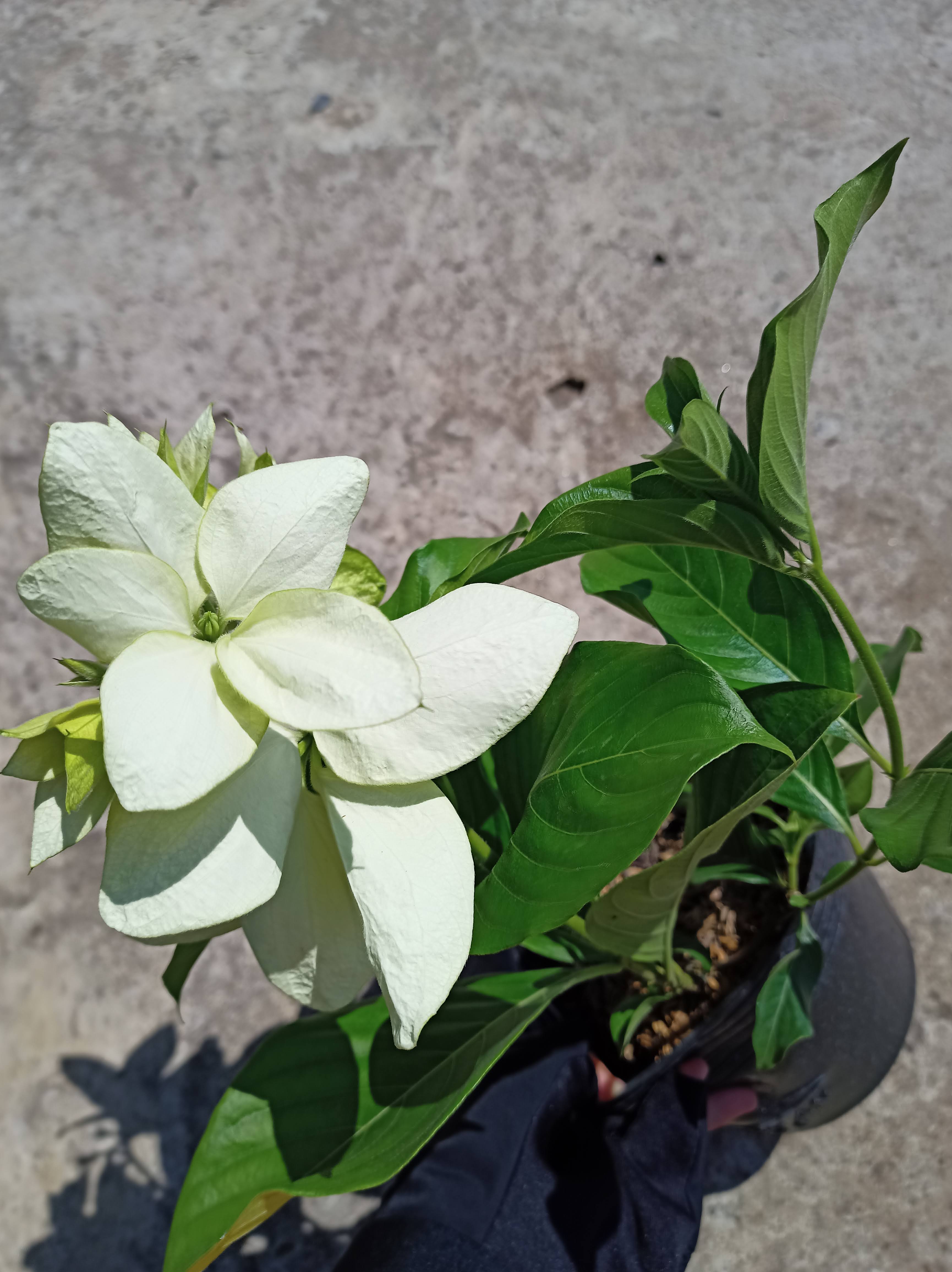 Cây bướm bạc đủ màu đỏ, hồng, trắng