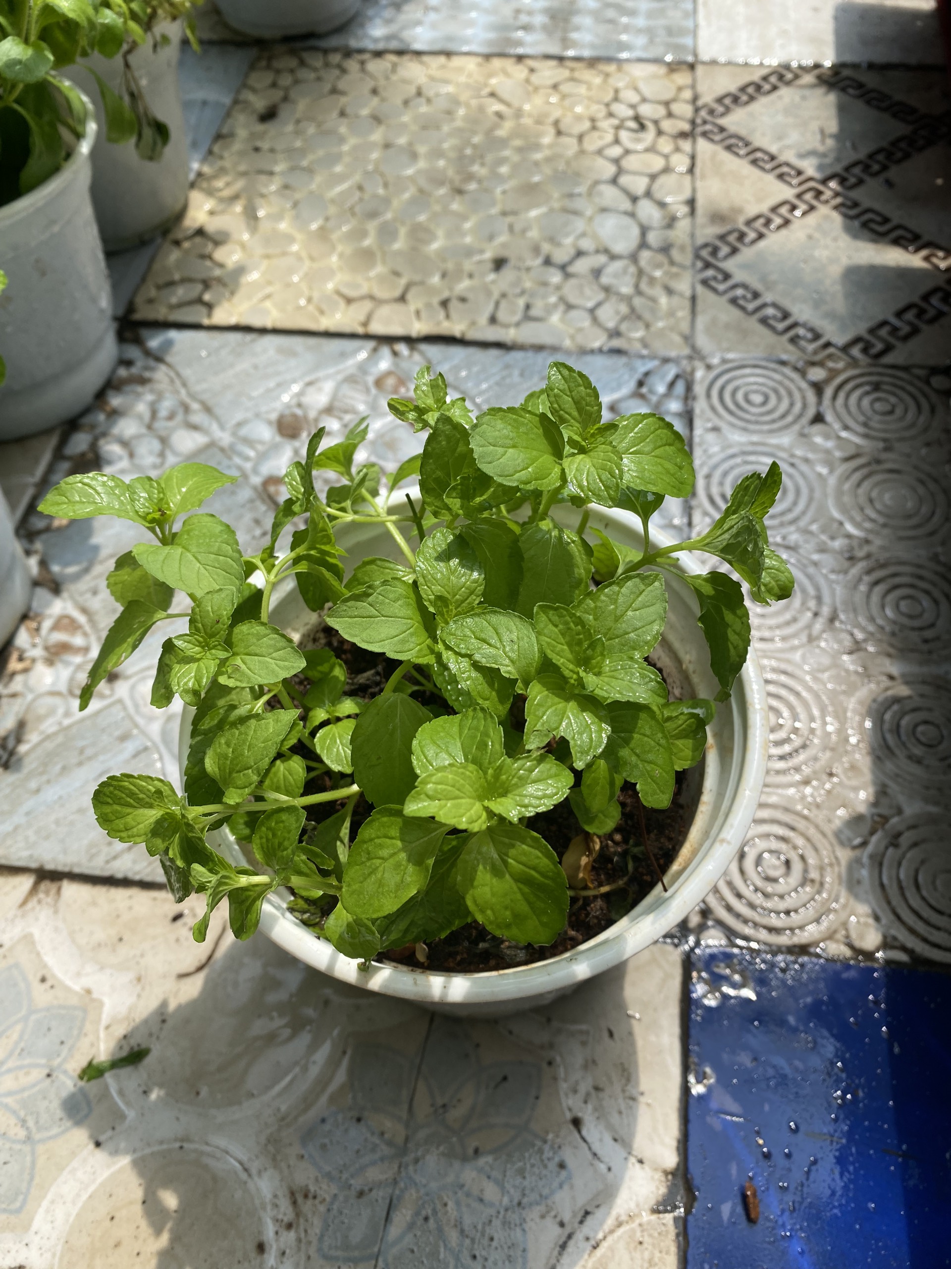 CÂY BẠC HÀ PEPPERMINT KHÔNG CHẬU