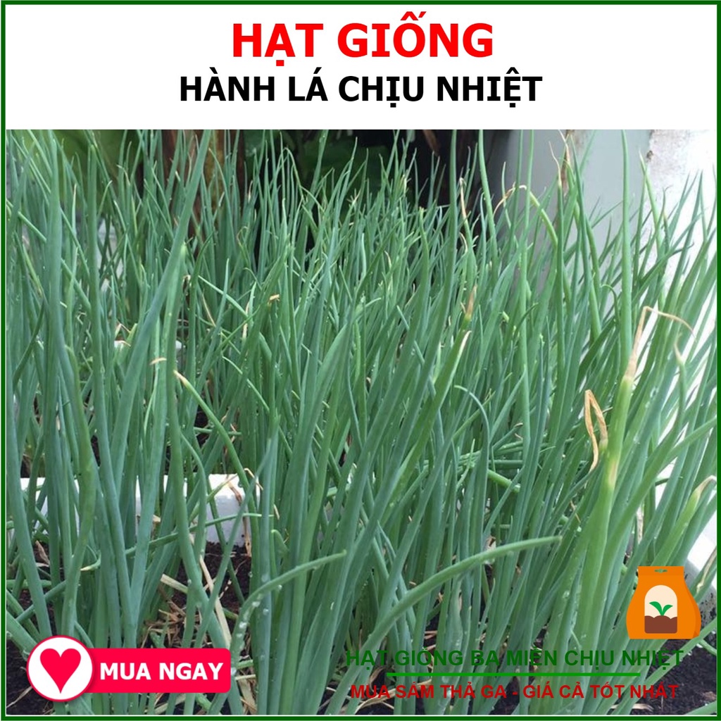 Hạt Giống Hành Lá Kobe Chịu Nhiệt 2gram