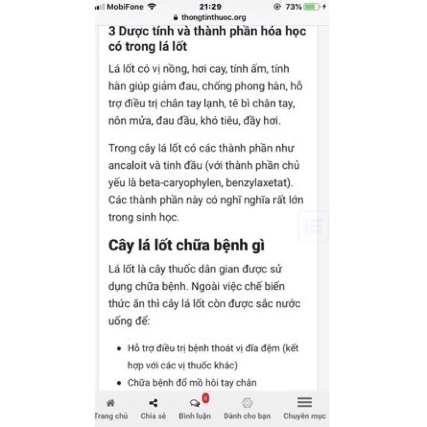 Combo Chậu gồm 5 cây lá lốt