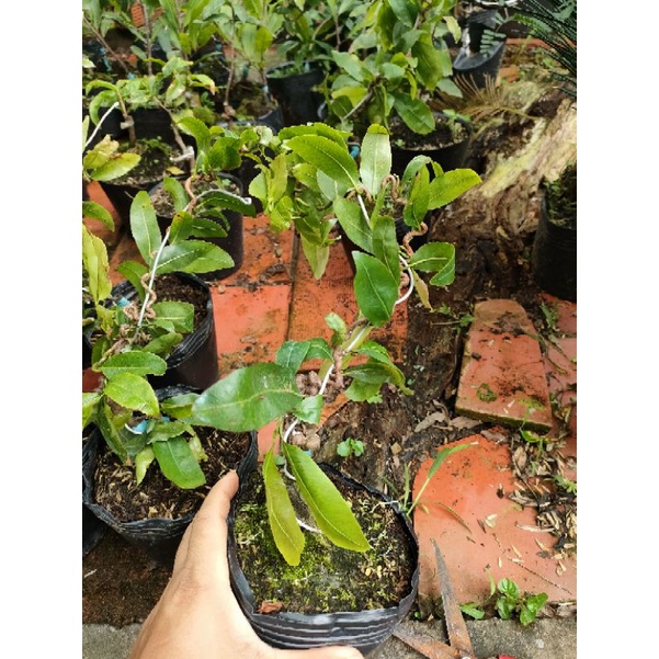 chậu Cây mai giảo, mai tự quắn ( mai xoắn)